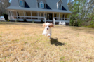 Cute Cavapoo Baby