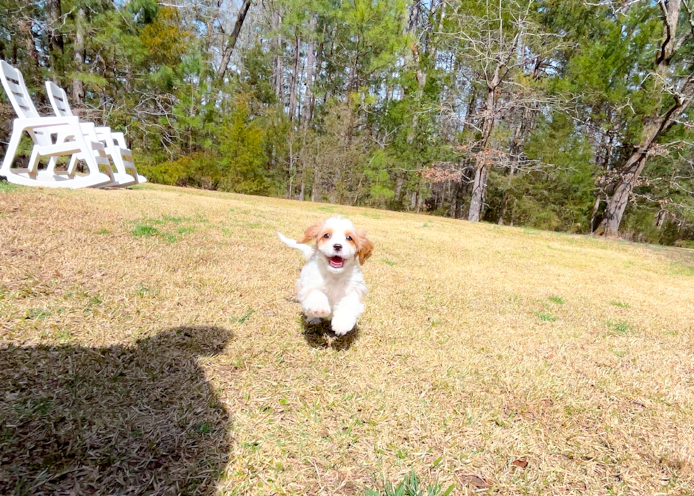 Cavapoo Puppy for Adoption