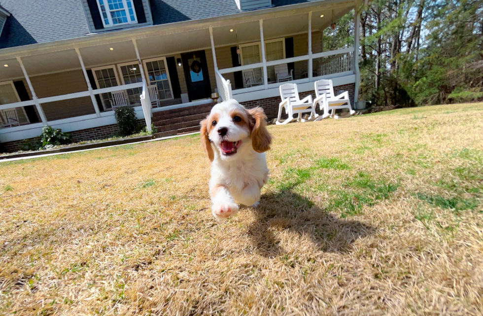 Cavapoo Puppy for Adoption