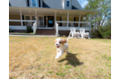 Cute Cavadoodle Poodle Mix Puppy