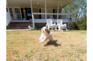 Cute Cavapoodle Poodle Mix Puppy