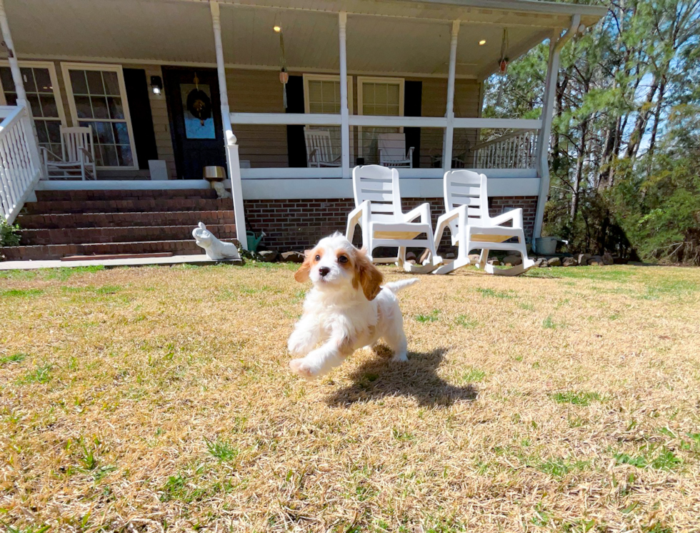 Cute Cavapoodle Poodle Mix Puppy