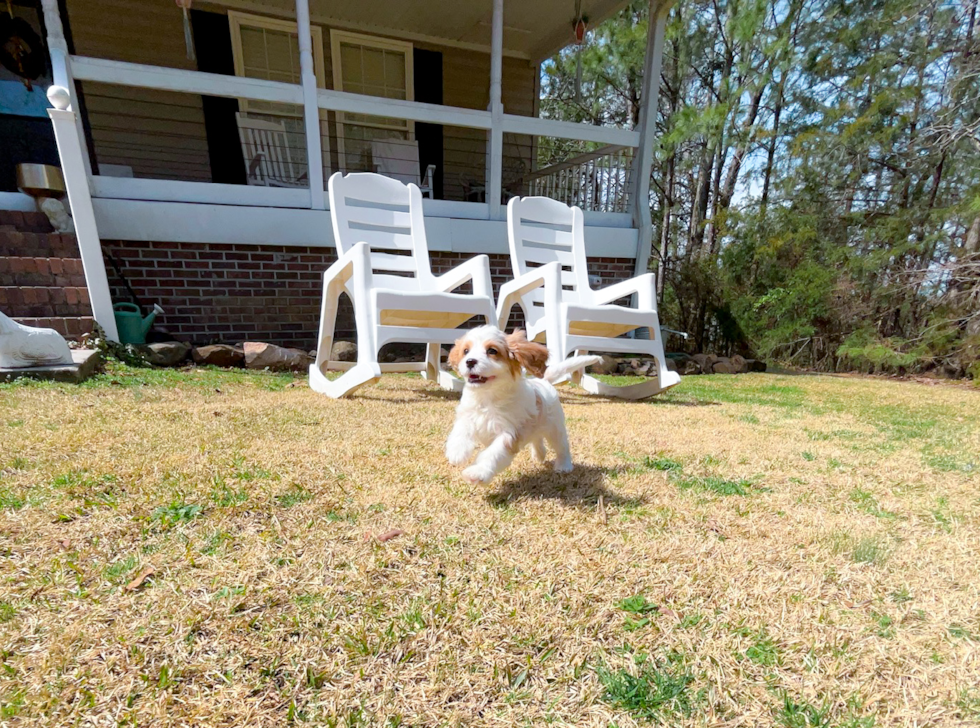 Cute Cavapoo Baby