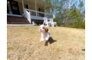 Cute Cavapoo Poodle Mix Pup