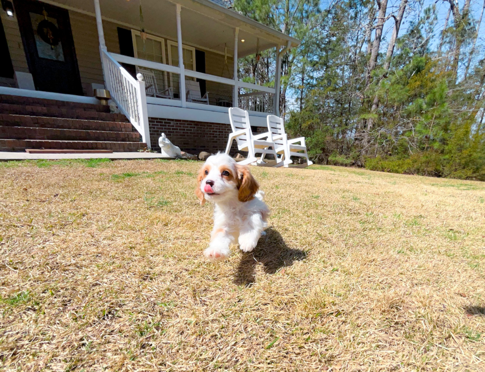 Cute Cavapoo Poodle Mix Pup