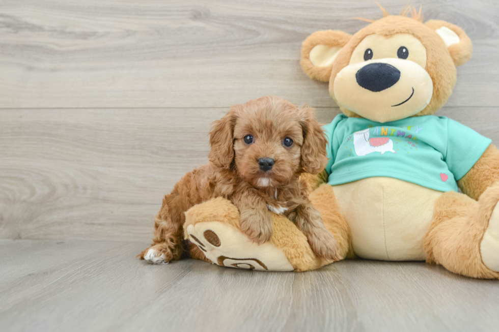 Cute Cavapoo Baby