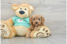 Popular Cavapoo Poodle Mix Pup