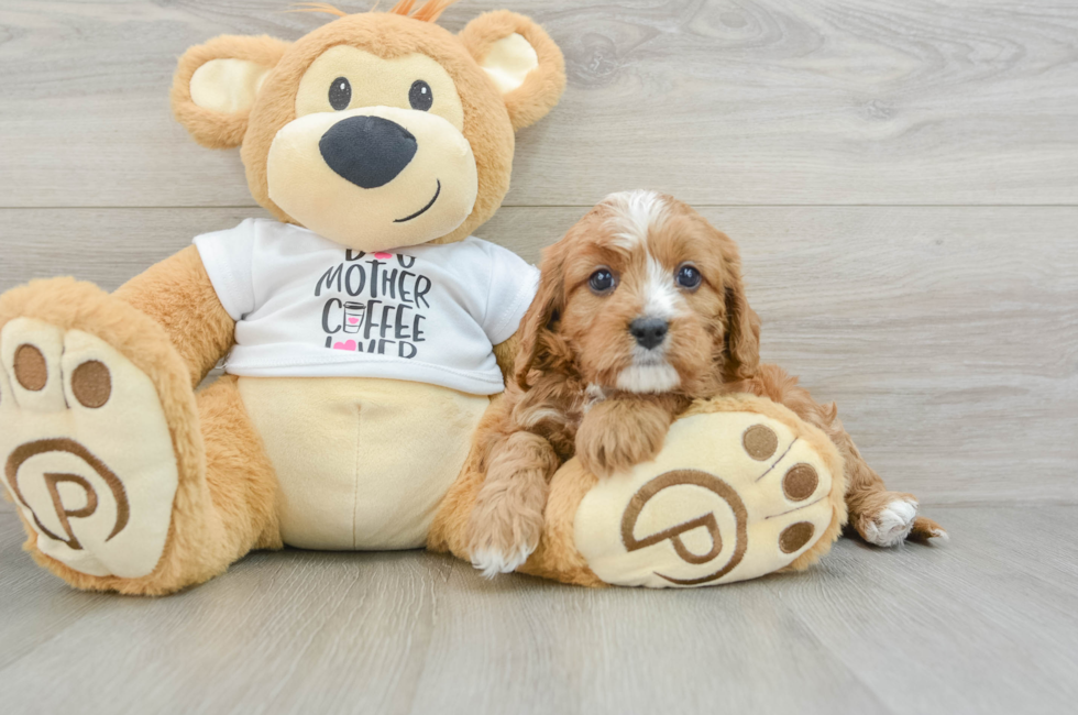 6 week old Cavapoo Puppy For Sale - Simply Southern Pups