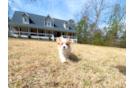 Cute Cavapoodle Poodle Mix Puppy