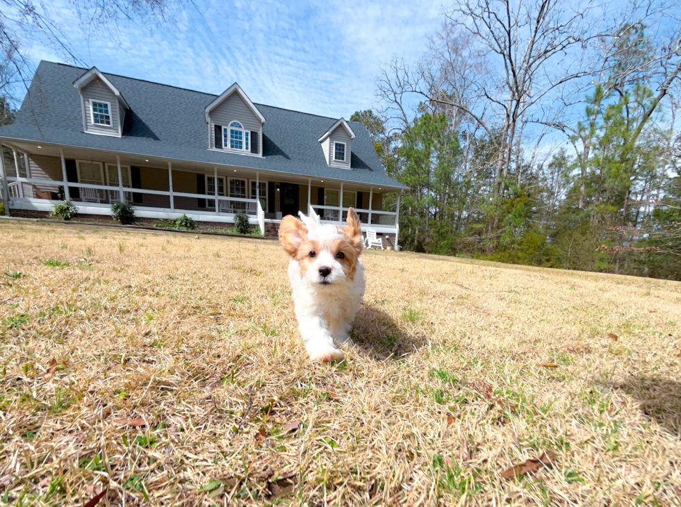 Cute Cavapoodle Poodle Mix Puppy