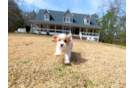 Cute Cavapoo Baby