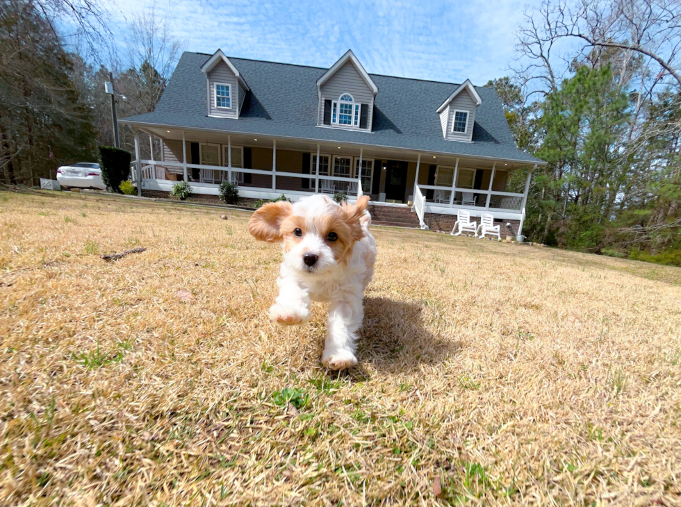 Cute Cavapoo Baby