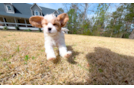 Cute Cavalier King Charles Spaniel and Poodle Mix Poodle Mix Puppy