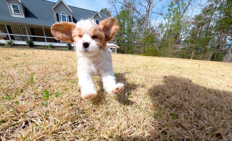 Cute Cavalier King Charles Spaniel and Poodle Mix Poodle Mix Puppy