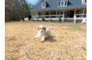 Cavapoo Puppy for Adoption