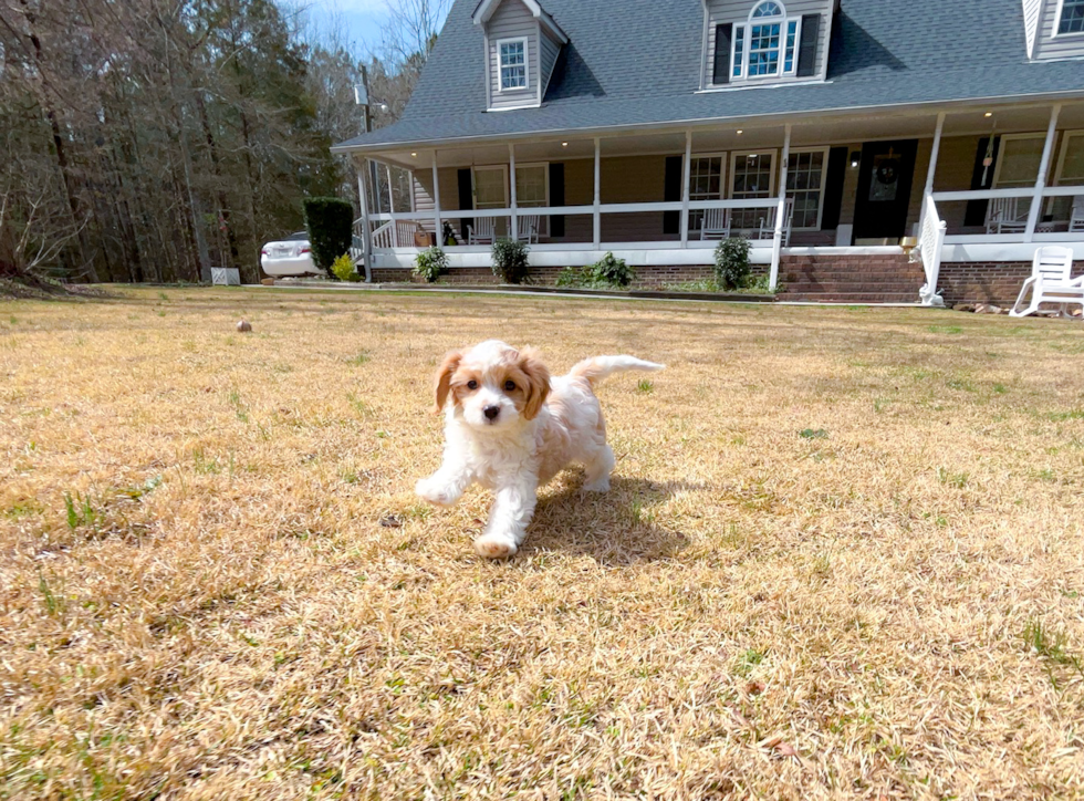 Cavapoo Puppy for Adoption