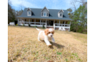 Cute Cavalier King Charles Spaniel and Poodle Mix Poodle Mix Puppy