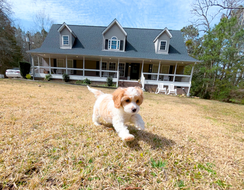 Cute Cavalier King Charles Spaniel and Poodle Mix Poodle Mix Puppy