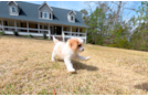 Cute Cavapoo Poodle Mix Pup