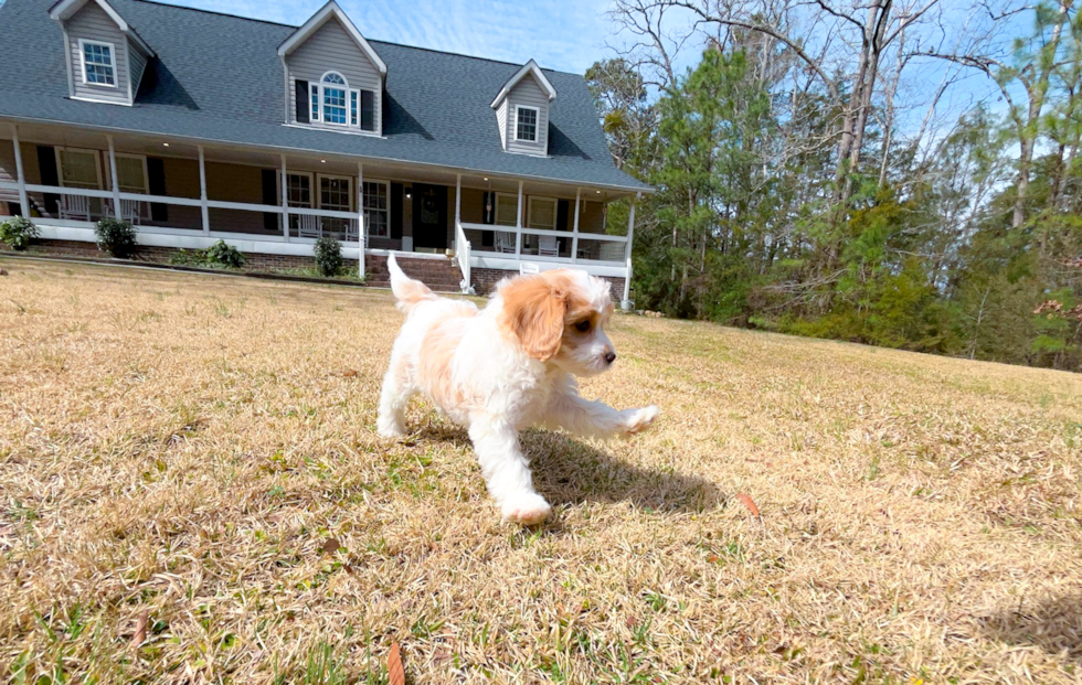 Cute Cavapoo Poodle Mix Pup