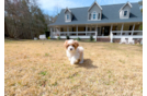 Best Cavapoo Baby