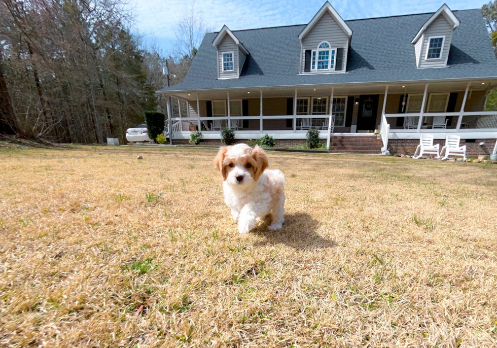 Best Cavapoo Baby