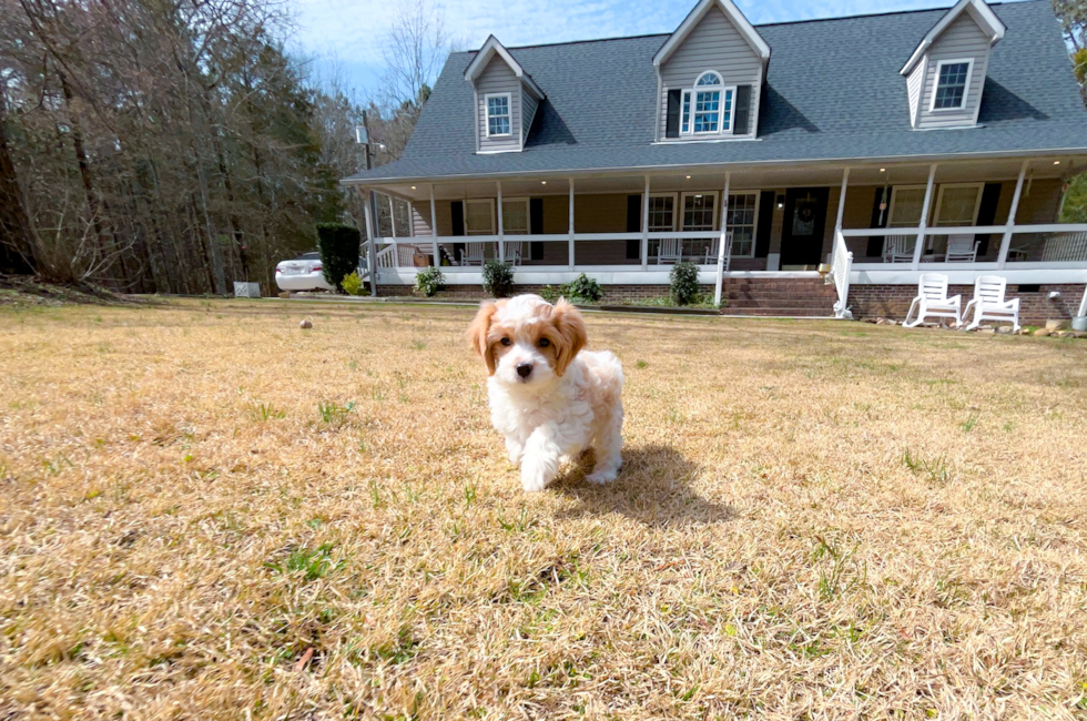 9 week old Cavapoo Puppy For Sale - Simply Southern Pups