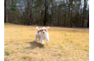 Cute Cavoodle Poodle Mix Puppy