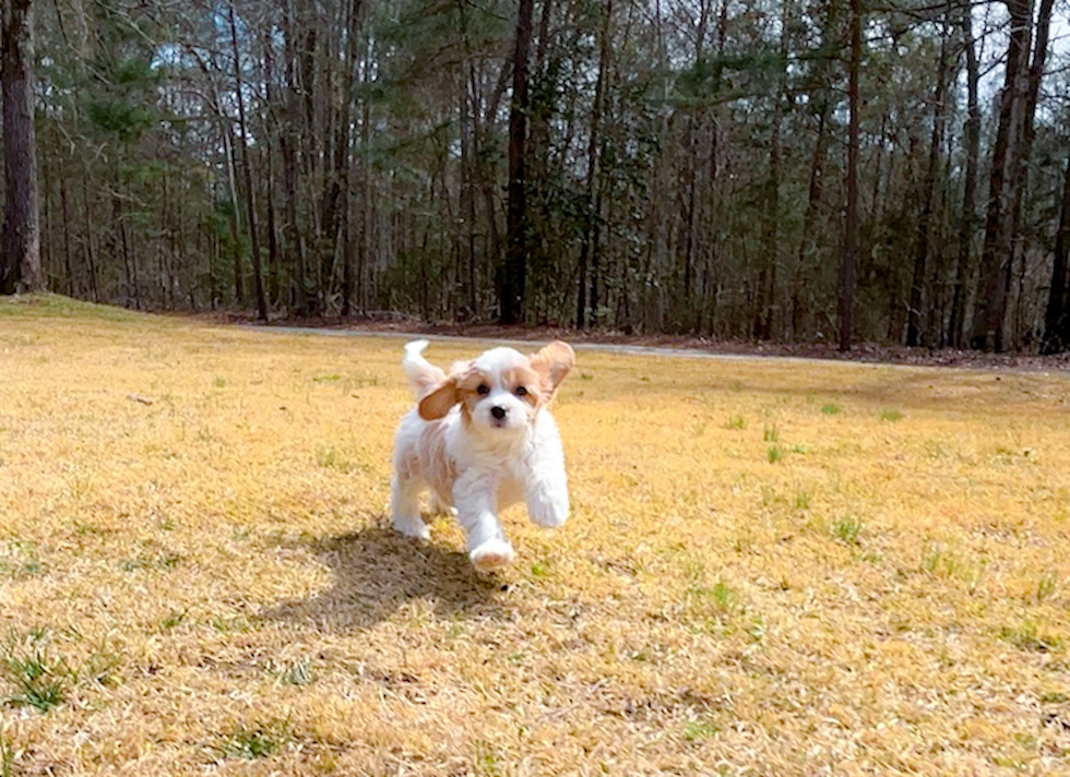 Cute Cavoodle Poodle Mix Puppy