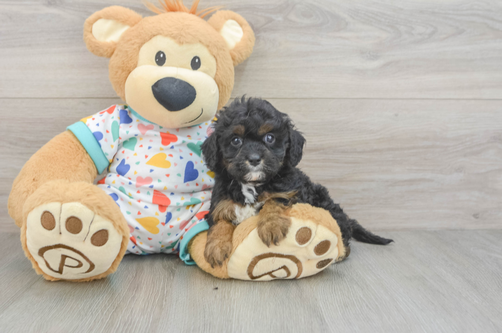 6 week old Cavapoo Puppy For Sale - Simply Southern Pups