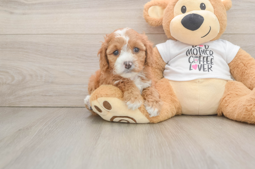 6 week old Cavapoo Puppy For Sale - Simply Southern Pups