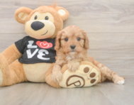 7 week old Cavapoo Puppy For Sale - Simply Southern Pups