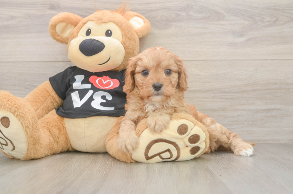 5 week old Cavapoo Puppy For Sale - Simply Southern Pups