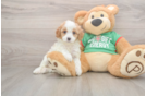 Funny Cavapoo Poodle Mix Pup