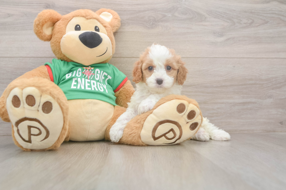 5 week old Cavapoo Puppy For Sale - Simply Southern Pups