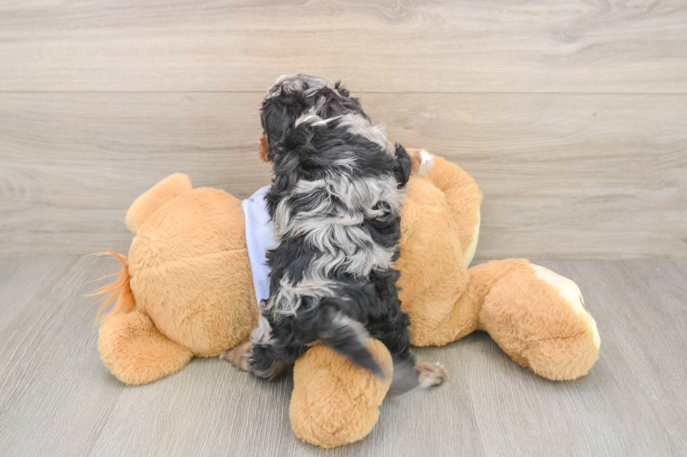 Fluffy Cavapoo Poodle Mix Pup