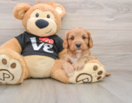 7 week old Cavapoo Puppy For Sale - Simply Southern Pups