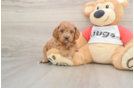 Best Cavapoo Baby