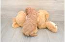 Cavapoo Pup Being Cute