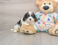 7 week old Cavapoo Puppy For Sale - Simply Southern Pups