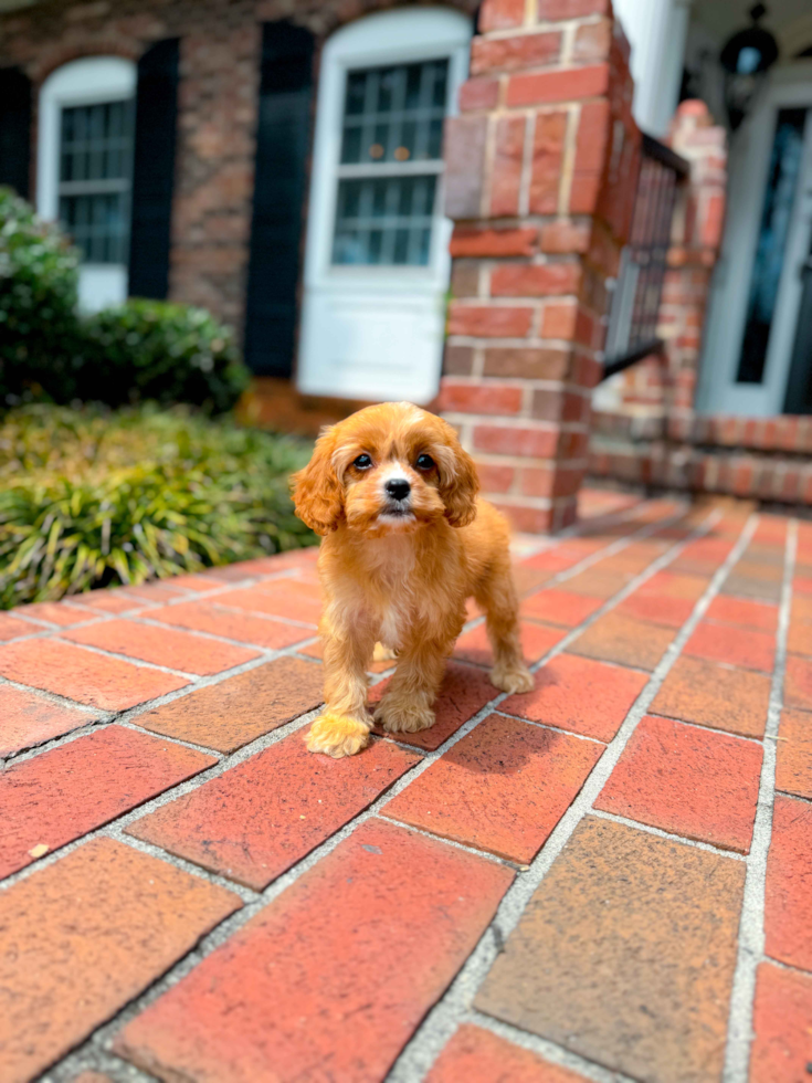 Cute Cavapoo Poodle Mix Pup