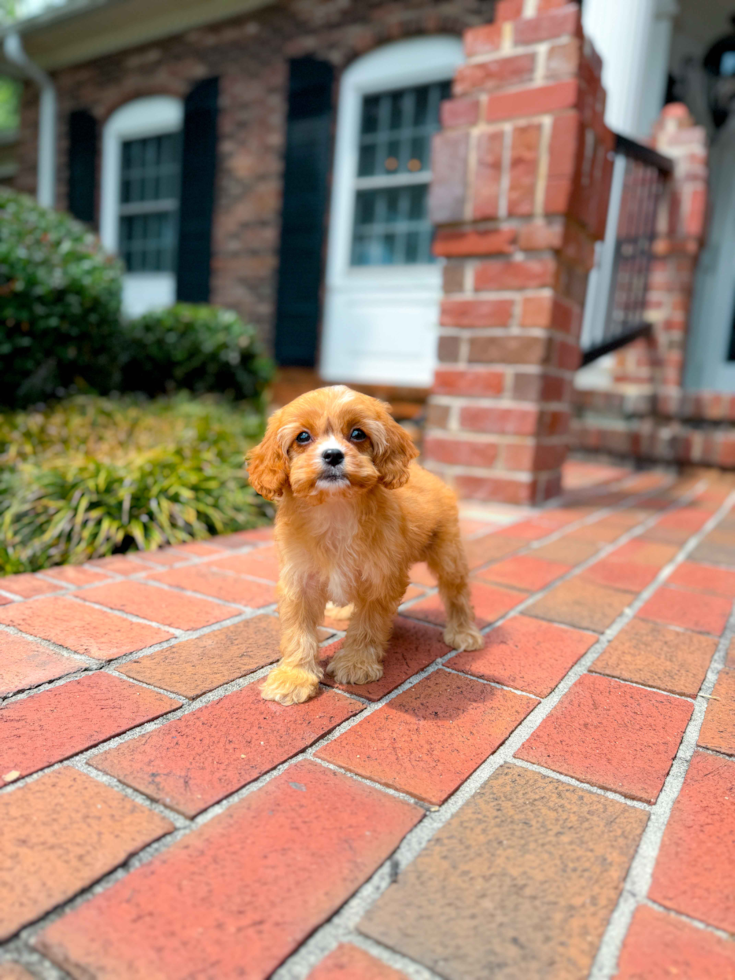 Cute Cavalier King Charles Spaniel and Poodle Mix Poodle Mix Puppy