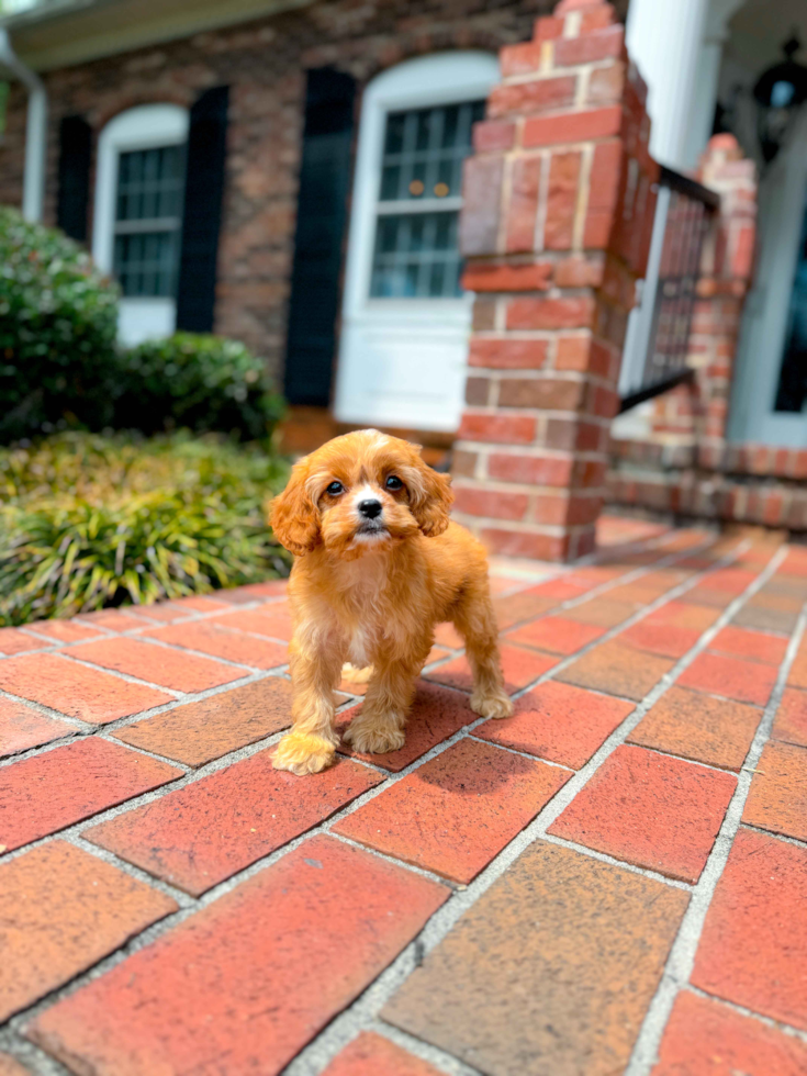 Cavapoo Puppy for Adoption