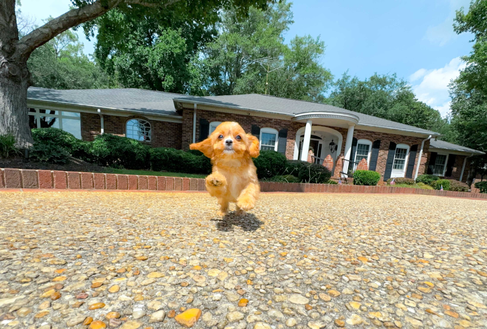 Best Cavapoo Baby