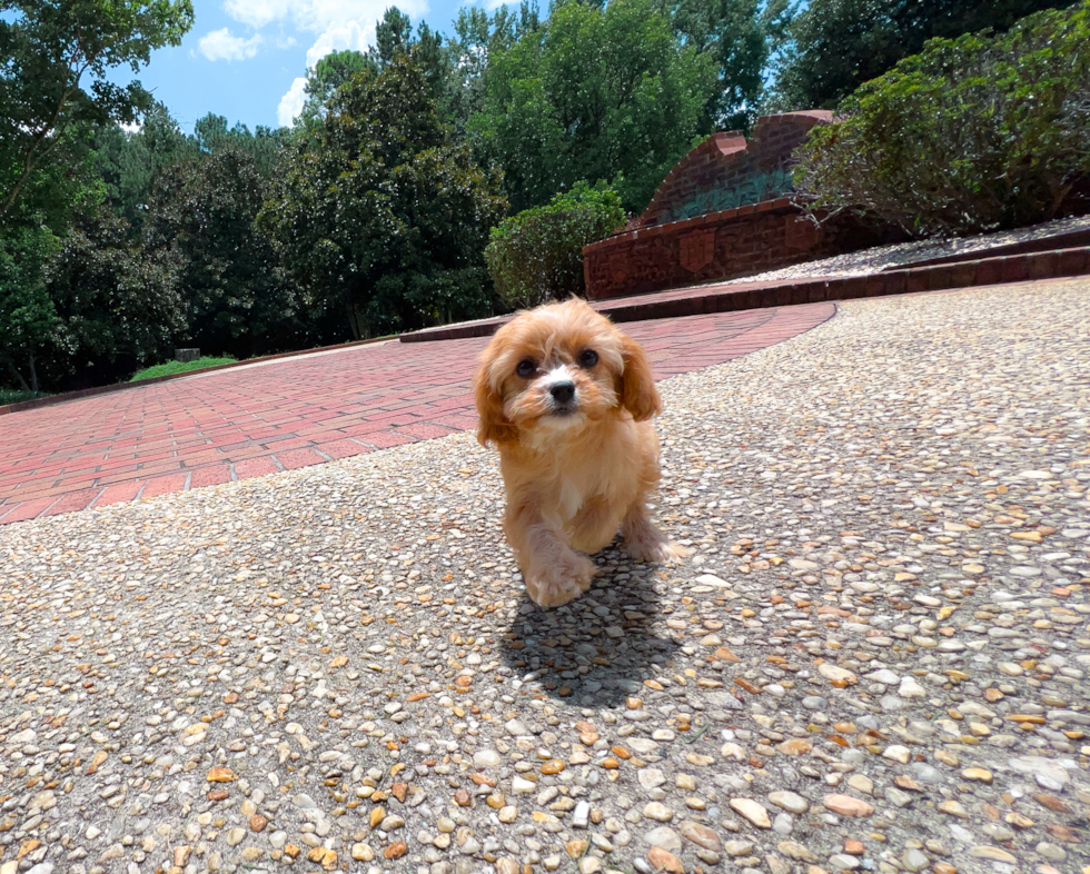 Cute Cavipoo Poodle Mix Puppy