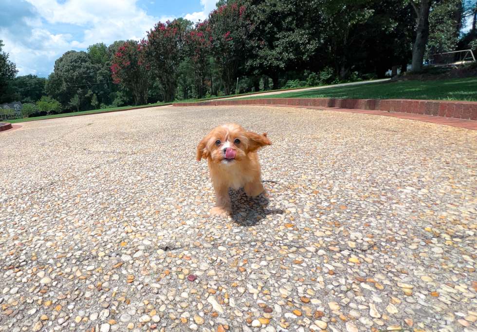 Cute Cavapoo Baby