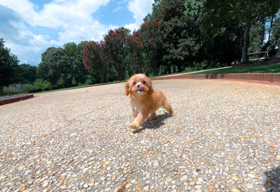 Cute Cavapoo Baby