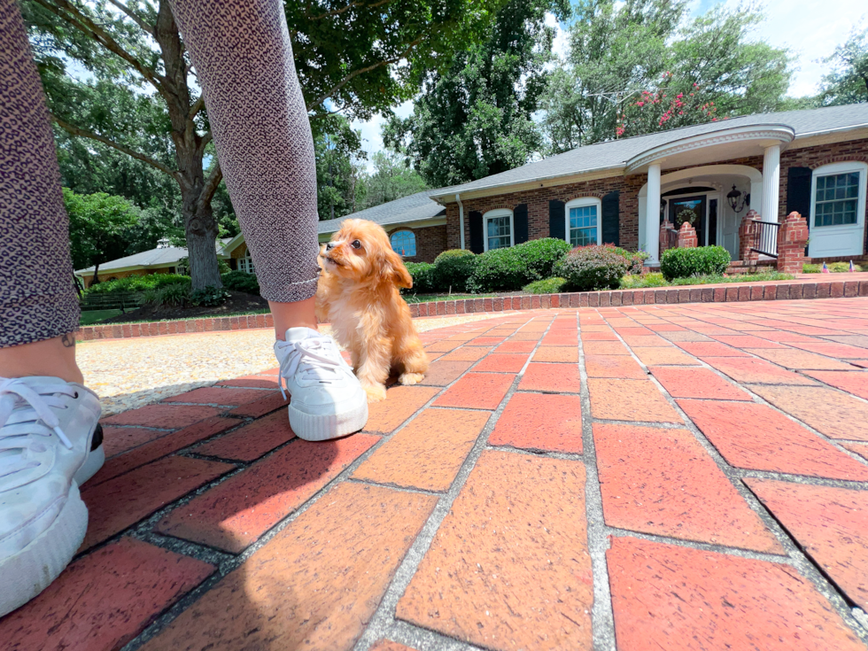 Cute Cavapoo Poodle Mix Pup