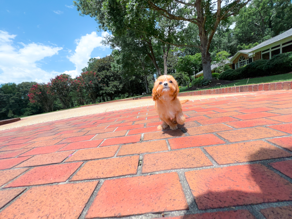 Cute Cavapoo Baby