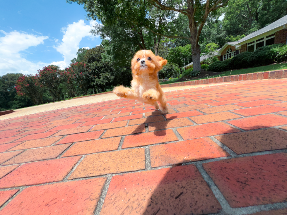 Cavapoo Puppy for Adoption